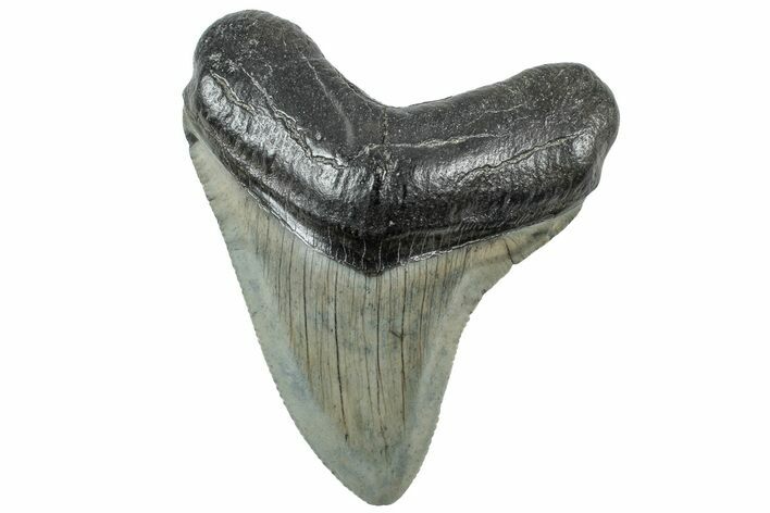 Serrated, Fossil Megalodon Tooth - South Carolina #312082